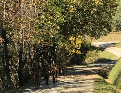 Capre sulla strada